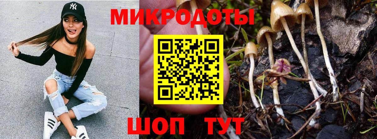 Галлюциногенные грибы Psilocybe Новодвинск