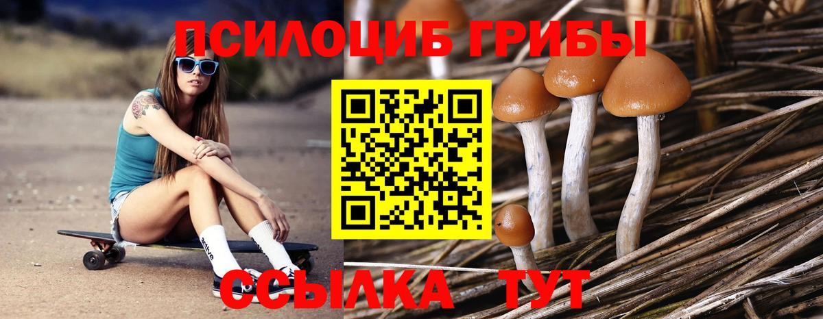 Новодвинск  Псилоцибиновые грибы Psilocybe  Вход с VPN 